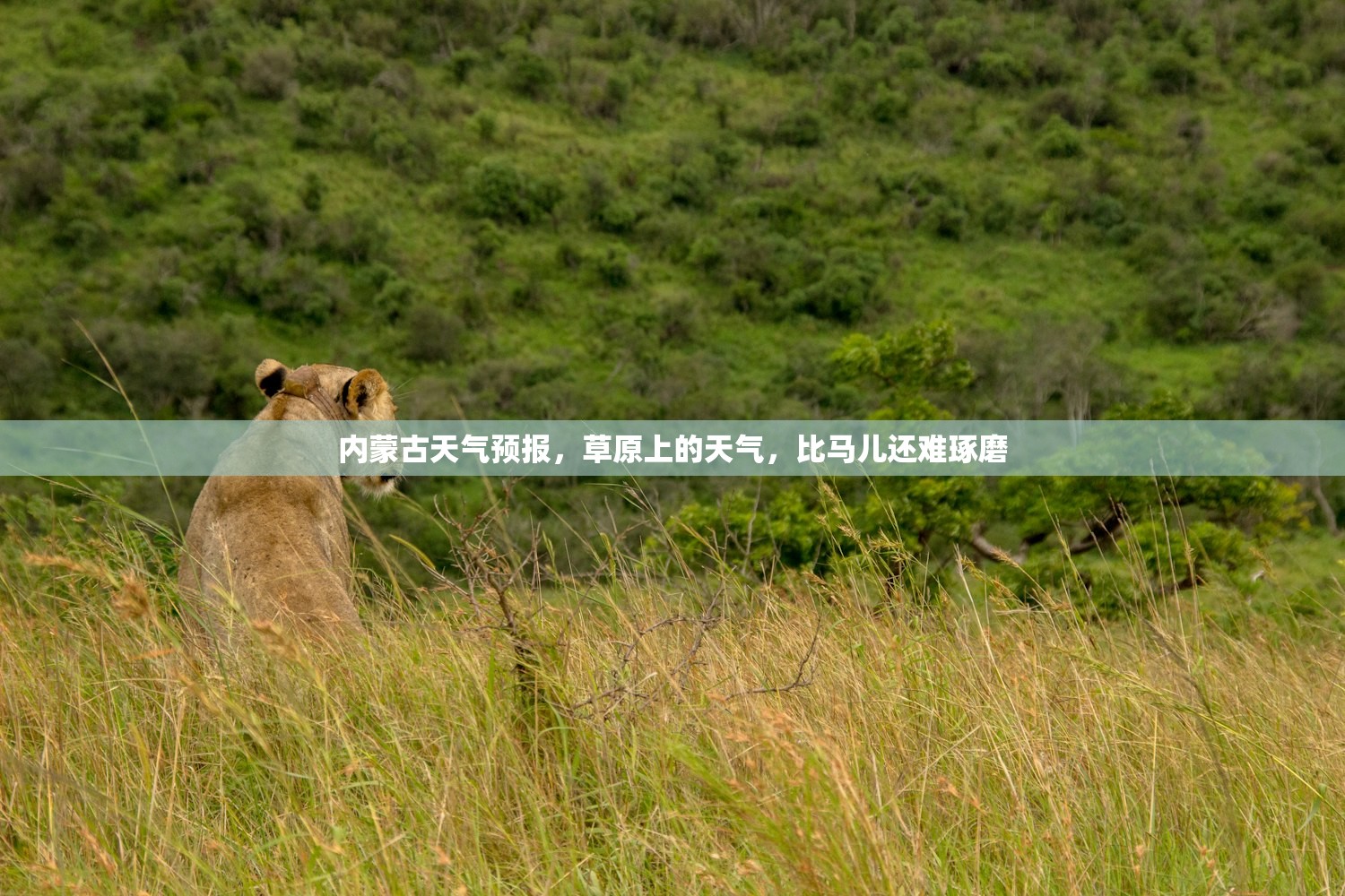 内蒙古天气预报，草原上的天气，比马儿还难琢磨