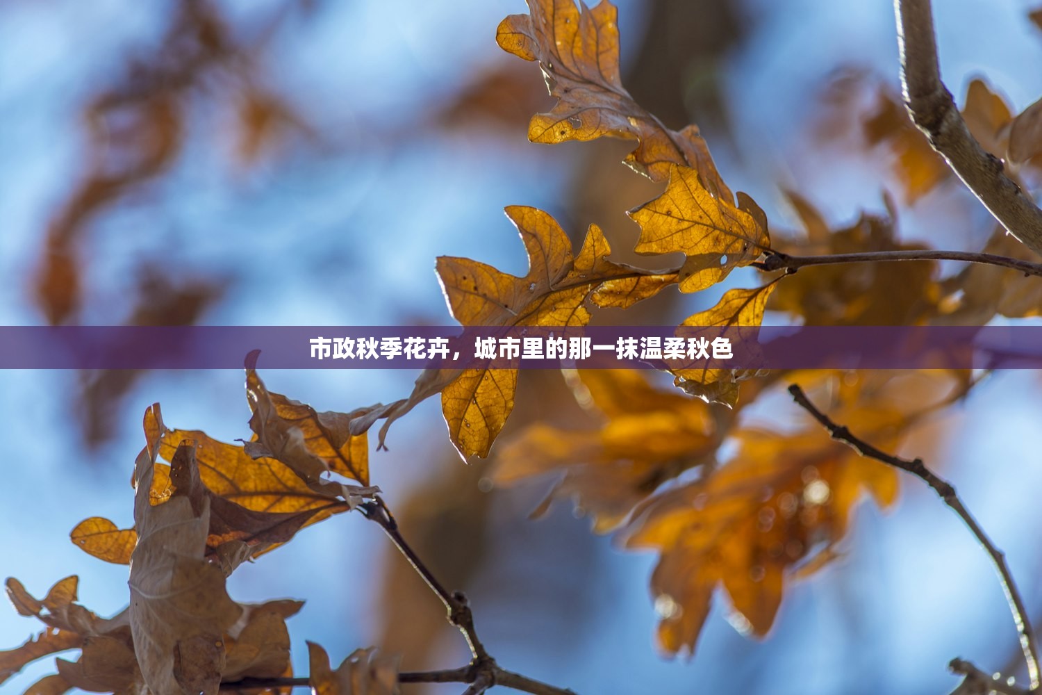 市政秋季花卉，城市里的那一抹温柔秋色